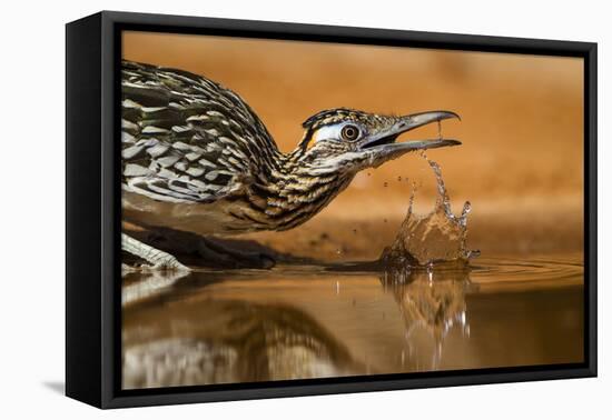 Starr County, Texas. Greater Roadrunner Drinking at Pond-Larry Ditto-Framed Stretched Canvas