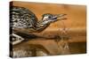 Starr County, Texas. Greater Roadrunner Drinking at Pond-Larry Ditto-Stretched Canvas