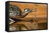 Starr County, Texas. Greater Roadrunner Drinking at Pond-Larry Ditto-Framed Stretched Canvas