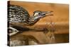 Starr County, Texas. Greater Roadrunner Drinking at Pond-Larry Ditto-Stretched Canvas