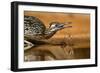 Starr County, Texas. Greater Roadrunner Drinking at Pond-Larry Ditto-Framed Photographic Print