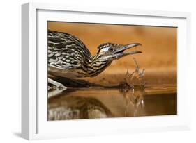 Starr County, Texas. Greater Roadrunner Drinking at Pond-Larry Ditto-Framed Photographic Print