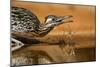 Starr County, Texas. Greater Roadrunner Drinking at Pond-Larry Ditto-Mounted Photographic Print