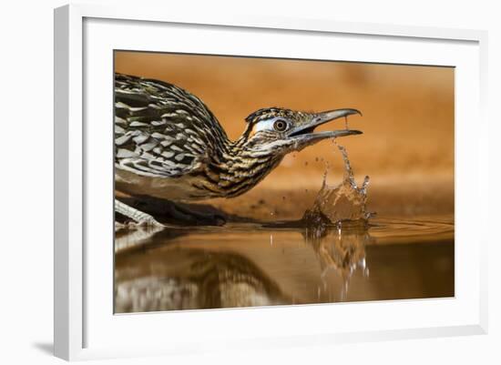 Starr County, Texas. Greater Roadrunner Drinking at Pond-Larry Ditto-Framed Photographic Print