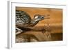 Starr County, Texas. Greater Roadrunner Drinking at Pond-Larry Ditto-Framed Photographic Print