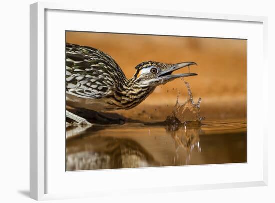 Starr County, Texas. Greater Roadrunner Drinking at Pond-Larry Ditto-Framed Photographic Print