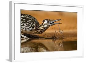 Starr County, Texas. Greater Roadrunner Drinking at Pond-Larry Ditto-Framed Photographic Print