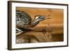 Starr County, Texas. Greater Roadrunner Drinking at Pond-Larry Ditto-Framed Photographic Print