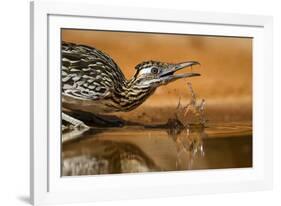 Starr County, Texas. Greater Roadrunner Drinking at Pond-Larry Ditto-Framed Photographic Print