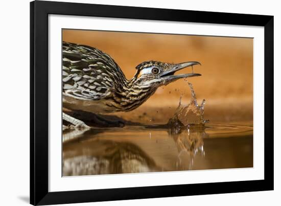 Starr County, Texas. Greater Roadrunner Drinking at Pond-Larry Ditto-Framed Photographic Print