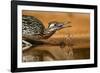 Starr County, Texas. Greater Roadrunner Drinking at Pond-Larry Ditto-Framed Photographic Print