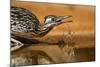 Starr County, Texas. Greater Roadrunner Drinking at Pond-Larry Ditto-Mounted Photographic Print