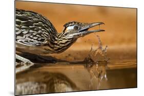 Starr County, Texas. Greater Roadrunner Drinking at Pond-Larry Ditto-Mounted Photographic Print