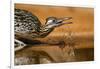 Starr County, Texas. Greater Roadrunner Drinking at Pond-Larry Ditto-Framed Photographic Print