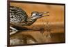 Starr County, Texas. Greater Roadrunner Drinking at Pond-Larry Ditto-Framed Photographic Print