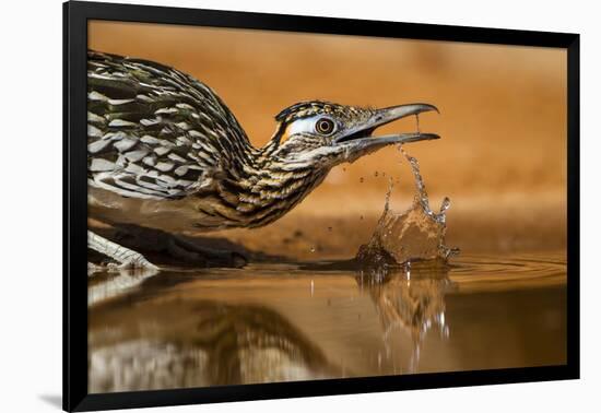 Starr County, Texas. Greater Roadrunner Drinking at Pond-Larry Ditto-Framed Photographic Print