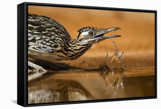 Starr County, Texas. Greater Roadrunner Drinking at Pond-Larry Ditto-Framed Stretched Canvas