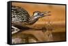 Starr County, Texas. Greater Roadrunner Drinking at Pond-Larry Ditto-Framed Stretched Canvas