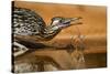 Starr County, Texas. Greater Roadrunner Drinking at Pond-Larry Ditto-Stretched Canvas