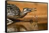 Starr County, Texas. Greater Roadrunner Drinking at Pond-Larry Ditto-Framed Stretched Canvas