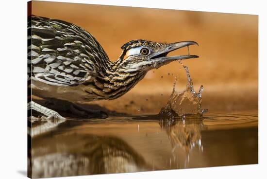 Starr County, Texas. Greater Roadrunner Drinking at Pond-Larry Ditto-Stretched Canvas