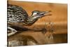 Starr County, Texas. Greater Roadrunner Drinking at Pond-Larry Ditto-Stretched Canvas