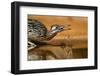 Starr County, Texas. Greater Roadrunner Drinking at Pond-Larry Ditto-Framed Photographic Print