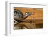 Starr County, Texas. Greater Roadrunner Drinking at Pond-Larry Ditto-Framed Photographic Print