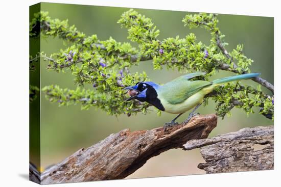 Starr County, Texas. Green Jay, Cyanocorax Yncas, Eating Acorn-Larry Ditto-Stretched Canvas