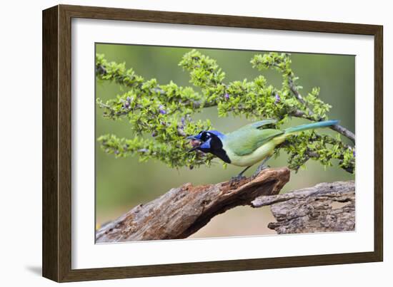 Starr County, Texas. Green Jay, Cyanocorax Yncas, Eating Acorn-Larry Ditto-Framed Photographic Print