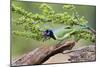 Starr County, Texas. Green Jay, Cyanocorax Yncas, Eating Acorn-Larry Ditto-Mounted Photographic Print