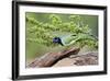 Starr County, Texas. Green Jay, Cyanocorax Yncas, Eating Acorn-Larry Ditto-Framed Photographic Print