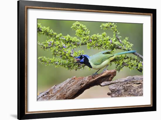 Starr County, Texas. Green Jay, Cyanocorax Yncas, Eating Acorn-Larry Ditto-Framed Photographic Print