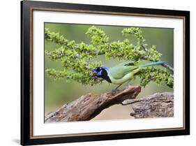 Starr County, Texas. Green Jay, Cyanocorax Yncas, Eating Acorn-Larry Ditto-Framed Photographic Print