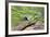 Starr County, Texas. Green Jay, Cyanocorax Yncas, Eating Acorn-Larry Ditto-Framed Photographic Print