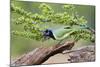 Starr County, Texas. Green Jay, Cyanocorax Yncas, Eating Acorn-Larry Ditto-Mounted Photographic Print