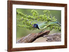 Starr County, Texas. Green Jay, Cyanocorax Yncas, Eating Acorn-Larry Ditto-Framed Photographic Print