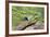 Starr County, Texas. Green Jay, Cyanocorax Yncas, Eating Acorn-Larry Ditto-Framed Photographic Print