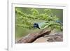 Starr County, Texas. Green Jay, Cyanocorax Yncas, Eating Acorn-Larry Ditto-Framed Photographic Print