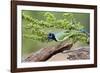 Starr County, Texas. Green Jay, Cyanocorax Yncas, Eating Acorn-Larry Ditto-Framed Photographic Print