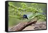 Starr County, Texas. Green Jay, Cyanocorax Yncas, Eating Acorn-Larry Ditto-Framed Stretched Canvas