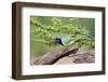 Starr County, Texas. Green Jay, Cyanocorax Yncas, Eating Acorn-Larry Ditto-Framed Photographic Print