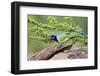 Starr County, Texas. Green Jay, Cyanocorax Yncas, Eating Acorn-Larry Ditto-Framed Photographic Print