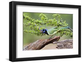 Starr County, Texas. Green Jay, Cyanocorax Yncas, Eating Acorn-Larry Ditto-Framed Premium Photographic Print