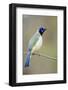 Starr County, Texas. Green Jay Threat Display to Other Jays-Larry Ditto-Framed Photographic Print