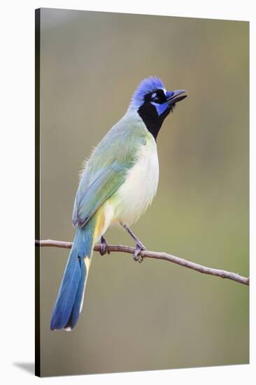 Starr County, Texas. Green Jay Threat Display to Other Jays-Larry Ditto-Stretched Canvas