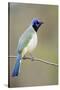 Starr County, Texas. Green Jay Threat Display to Other Jays-Larry Ditto-Stretched Canvas