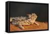 Starr County, Texas. Horned Lizard Crawling on Red Soil-Larry Ditto-Framed Stretched Canvas