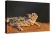 Starr County, Texas. Horned Lizard Crawling on Red Soil-Larry Ditto-Stretched Canvas