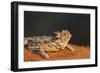 Starr County, Texas. Horned Lizard Crawling on Red Soil-Larry Ditto-Framed Photographic Print